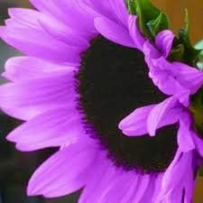 Flower Seeds, Seeds,Seeds For Planting,Plant Seeds