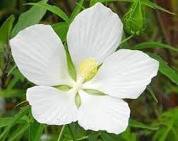 Flower Seeds, Seeds,Seeds For Planting,Plant Seeds
