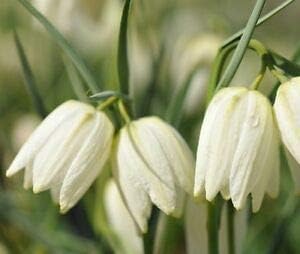 Flower Seeds, Seeds,Seeds For Planting,Plant Seeds