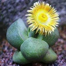 Flower Seeds, Seeds,Seeds For Planting,Plant Seeds