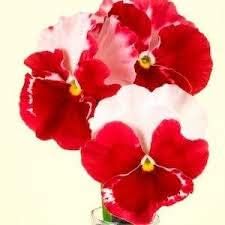 Pansy Flower Seeds for Planting Red 100 pcs – Heirloom, Non-GMO, High Germination Organic Garden Seeds