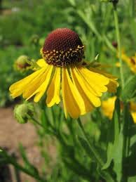 Flower Seeds, Seeds,Seeds For Planting,Plant Seeds