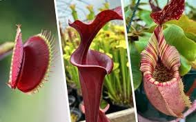 Flower Seeds, Seeds,Seeds For Planting,Plant Seeds
