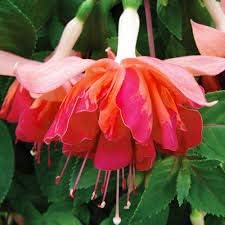 Flower Seeds, Seeds,Seeds For Planting,Plant Seeds