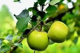 Fruit Seeds,Garden seeds, Seeds For Planting,Plant Seeds