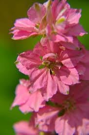 Flower Seeds, Seeds,Seeds For Planting,Plant Seeds