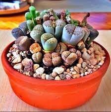 Flower Seeds, Seeds,Seeds For Planting,Plant Seeds