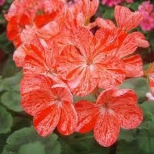 Flower Seeds, Seeds,Seeds For Planting,Plant Seeds