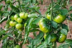 Vegetable Seeds,Garden seeds, Seeds For Planting,Plant Seeds