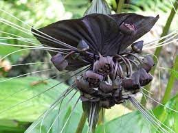 Flower Seeds, Seeds,Seeds For Planting,Plant Seeds