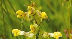 Flower Seeds, Seeds,Seeds For Planting,Plant Seeds