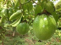 Fruit Seeds,Garden seeds, Seeds For Planting,Plant Seeds