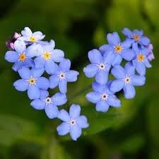 Flower Seeds, Seeds,Seeds For Planting,Plant Seeds