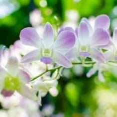 Flower Seeds, Seeds,Seeds For Planting,Plant Seeds