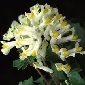 Flower Seeds, Seeds,Seeds For Planting,Plant Seeds