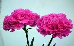 Flower Seeds, Seeds,Seeds For Planting,Plant Seeds