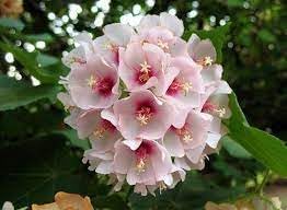 Flower Seeds, Seeds,Seeds For Planting,Plant Seeds