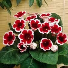 Flower Seeds, Seeds,Seeds For Planting,Plant Seeds