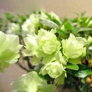 Flower Seeds, Seeds,Seeds For Planting,Plant Seeds