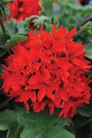 Flower Seeds, Seeds,Seeds For Planting,Plant Seeds