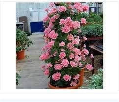 Flower Seeds, Seeds,Seeds For Planting,Plant Seeds