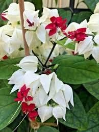 Flower Seeds, Seeds,Seeds For Planting,Plant Seeds