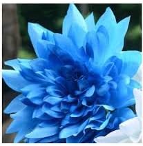 Flower Seeds, Seeds,Seeds For Planting,Plant Seeds