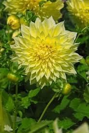 Flower Seeds, Seeds,Seeds For Planting,Plant Seeds