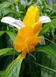 Lutea Flower Seeds for Planting – Heirloom, Non-GMO, Cut-Flower Favorite Organic Garden Seeds