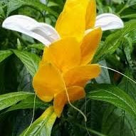 Flower Seeds, Seeds,Seeds For Planting,Plant Seeds