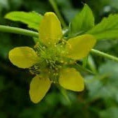 Flower Seeds, Seeds,Seeds For Planting,Plant Seeds