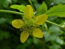 Flower Seeds, Seeds,Seeds For Planting,Plant Seeds