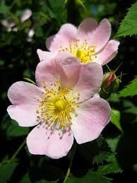 Flower Seeds, Seeds,Seeds For Planting,Plant Seeds