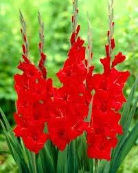 Flower Seeds, Seeds,Seeds For Planting,Plant Seeds