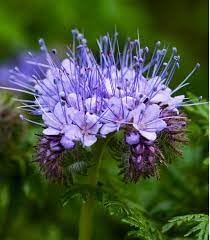 Flower Seeds, Seeds,Seeds For Planting,Plant Seeds