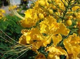 Flower Seeds, Seeds,Seeds For Planting,Plant Seeds