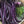 Vegetable Seeds,Garden seeds, Seeds For Planting,Plant Seeds