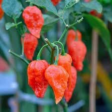 Vegetable Seeds,Garden seeds, Seeds For Planting,Plant Seeds