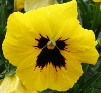 Flower Seeds, Seeds,Seeds For Planting,Plant Seeds