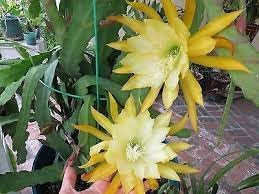 Flower Seeds, Seeds,Seeds For Planting,Plant Seeds