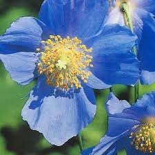 Flower Seeds, Seeds,Seeds For Planting,Plant Seeds