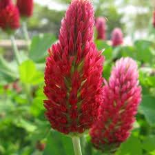 Flower Seeds, Seeds,Seeds For Planting,Plant Seeds