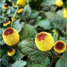 Flower Seeds, Seeds,Seeds For Planting,Plant Seeds