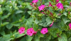 Flower Seeds, Seeds,Seeds For Planting,Plant Seeds