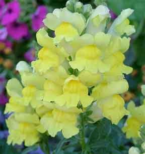 Flower Seeds, Seeds,Seeds For Planting,Plant Seeds