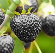 Black Strawberry seeds for planting - Heirloom & Non-GMO organic berry fruit garden seeds