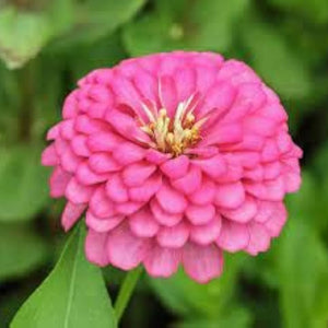 Flower Seeds, Seeds,Seeds For Planting,Plant Seeds