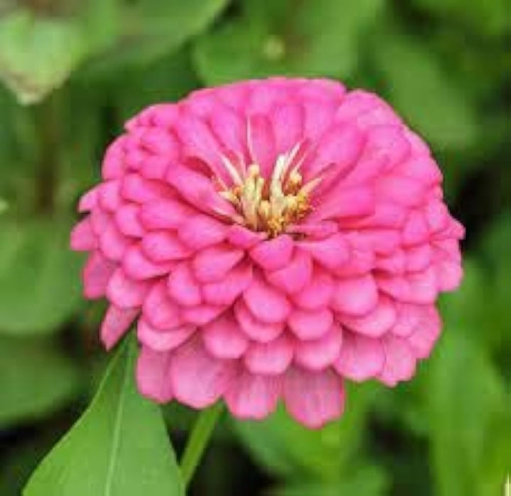 Flower Seeds, Seeds,Seeds For Planting,Plant Seeds