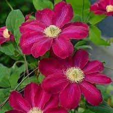 Flower Seeds, Seeds,Seeds For Planting,Plant Seeds