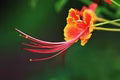 Phoenix Flower Seeds for Planting – Heirloom, Non-GMO, High Germination Organic Garden Wildflower Mix